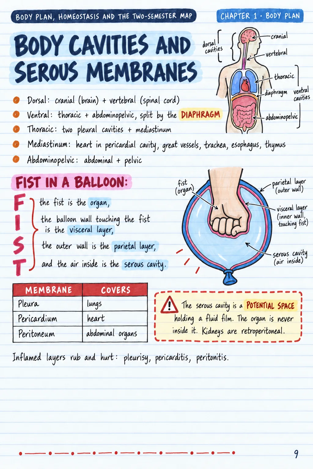 Body Cavities and Serous Membranes