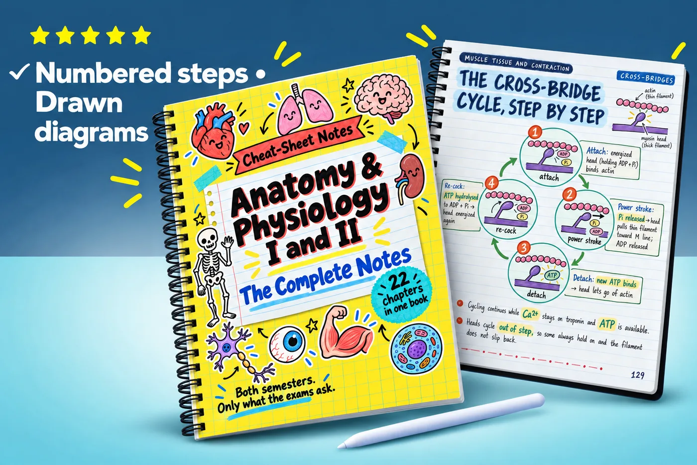 Anatomy & Physiology I and II Notes