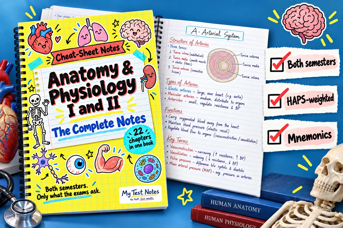 Anatomy & Physiology I and II Notes