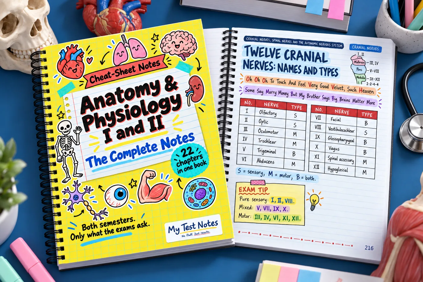 Anatomy & Physiology I and II Notes