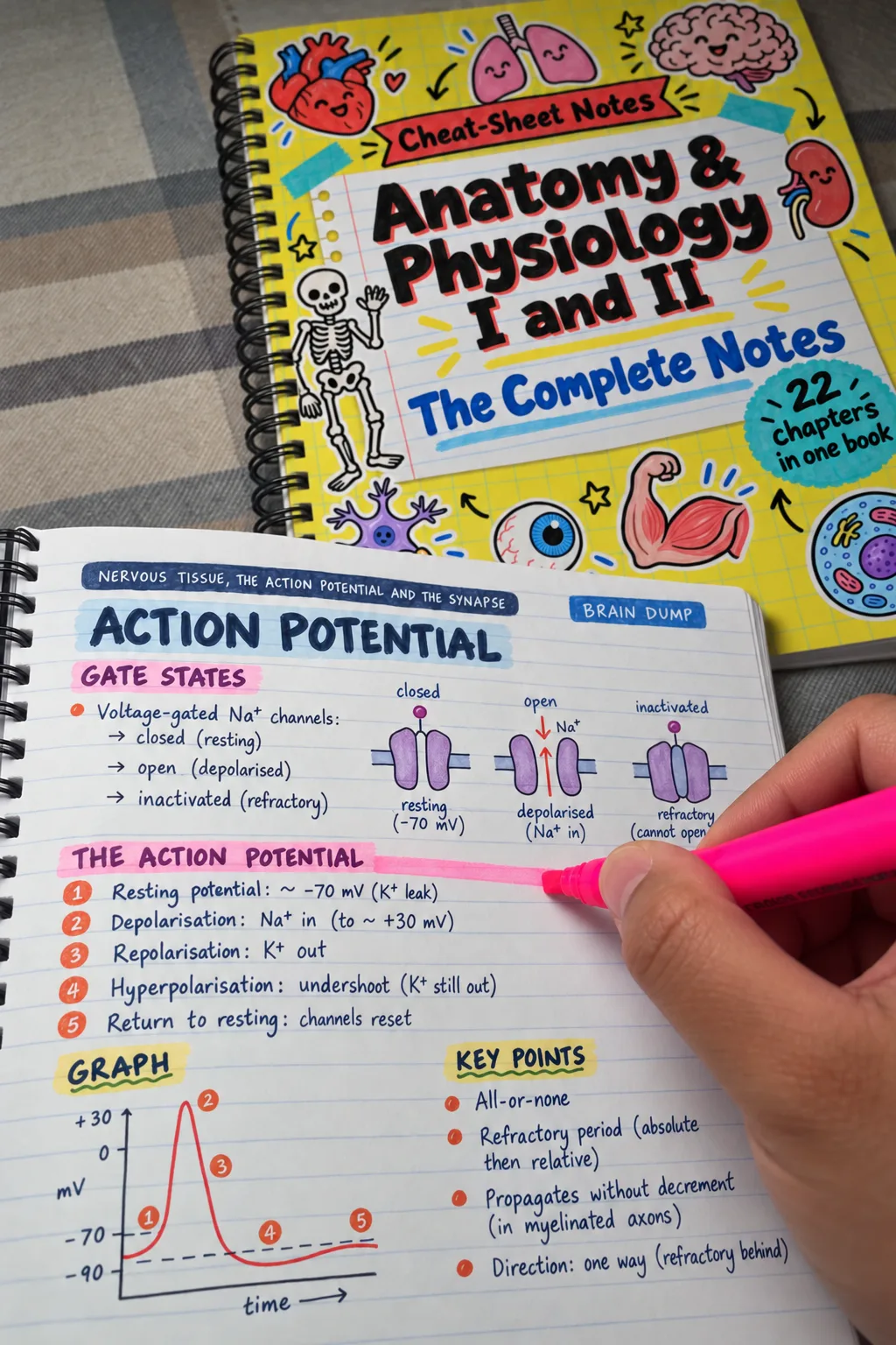 Anatomy & Physiology I and II: The Complete Handwritten-style Notes